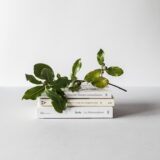 green leafed plant
